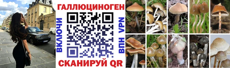 сколько стоит  Чусовой  Псилоцибиновые грибы Psilocybine cubensis 